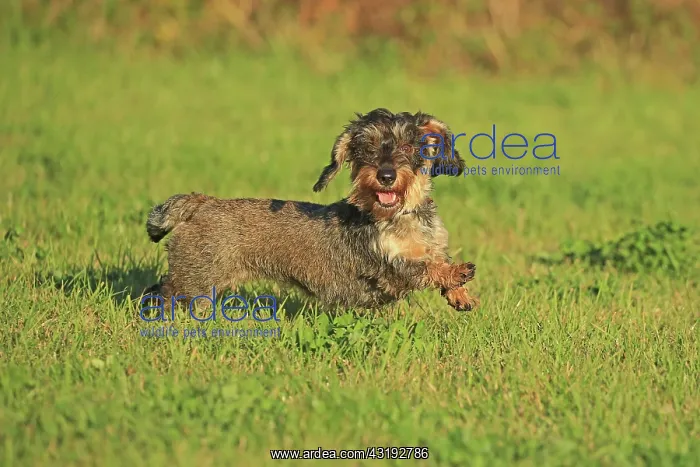 : Rough-haired dachshund, Arnsberg, North Rhine-Westphalia : Rough-haired dachshund, Arnsberg, North Rhine-Westphalia