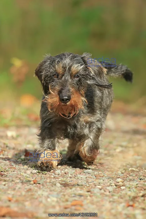 : Rough-haired dachshund, Arnsberg, North Rhine-Westphalia : Rough-haired dachshund, Arnsberg, North Rhine-Westphalia