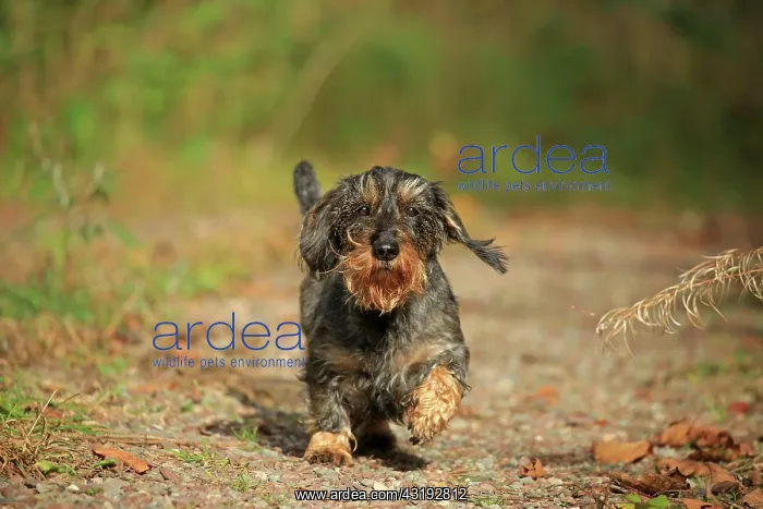 : Rough-haired dachshund, Arnsberg, North Rhine-Westphalia : Rough-haired dachshund, Arnsberg, North Rhine-Westphalia