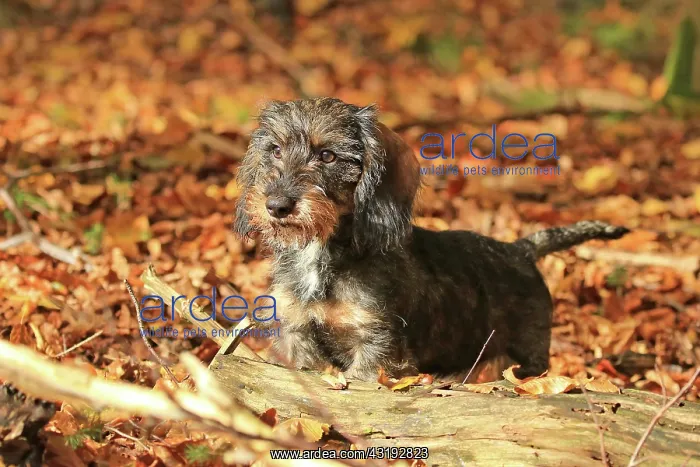 : Rough-haired dachshund, Arnsberg, North Rhine-Westphalia : Rough-haired dachshund, Arnsberg, North Rhine-Westphalia