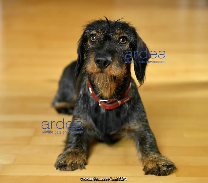 : Rough-haired dachshund (Canis lupus familiaris) : Rough-haired dachshund (Canis lupus familiaris)