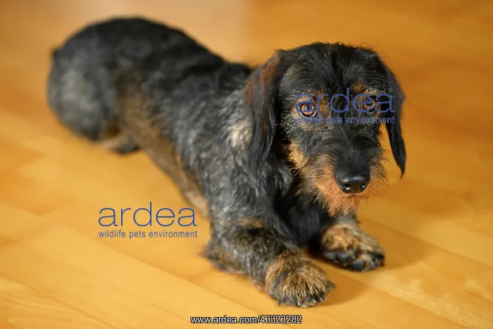 : Rough-haired dachshund (Canis lupus familiaris) : Rough-haired dachshund (Canis lupus familiaris)