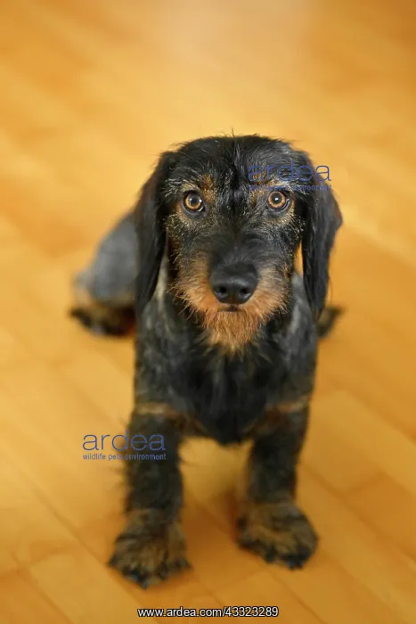 : Rough-haired dachshund (Canis lupus familiaris) : Rough-haired dachshund (Canis lupus familiaris)