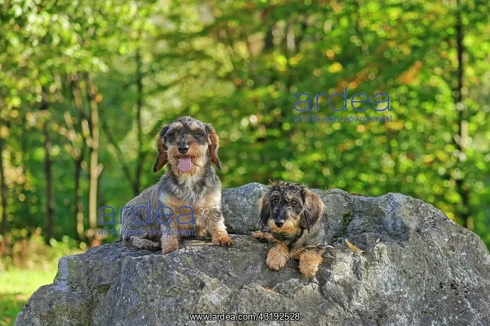 : Rough-haired dachshund, hunting dog, Arnsberg, North : Rough-haired dachshund, hunting dog, Arnsberg, North