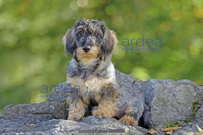  : Rough-haired dachshund, hunting dog, Arnsberg, North
