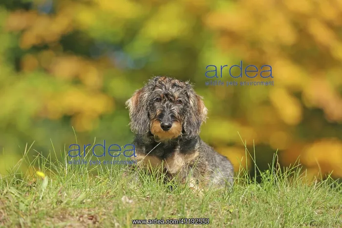  : Rough-haired dachshund, hunting dog, lying on the
