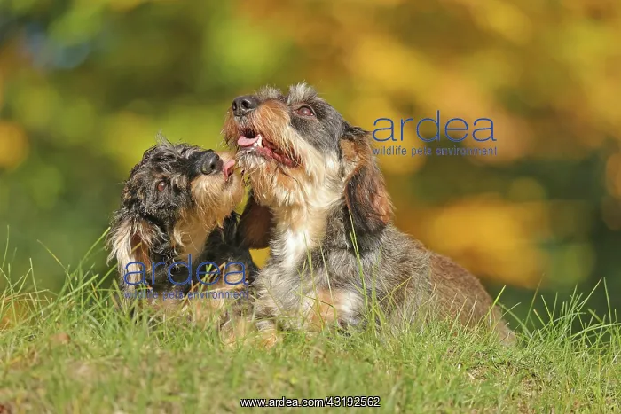  : Rough-haired dachshund, hunting dog, lying on the
