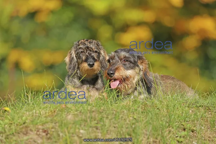 : Rough-haired dachshund, hunting dog, lying on the : Rough-haired dachshund, hunting dog, lying on the