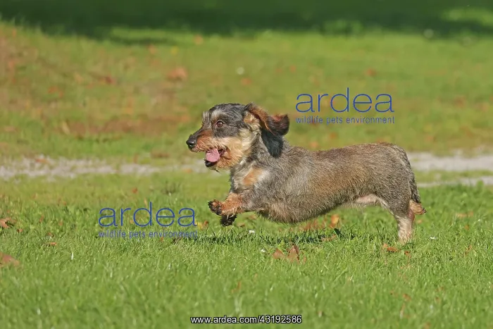  : Rough-haired dachshund, hunting dog, running in