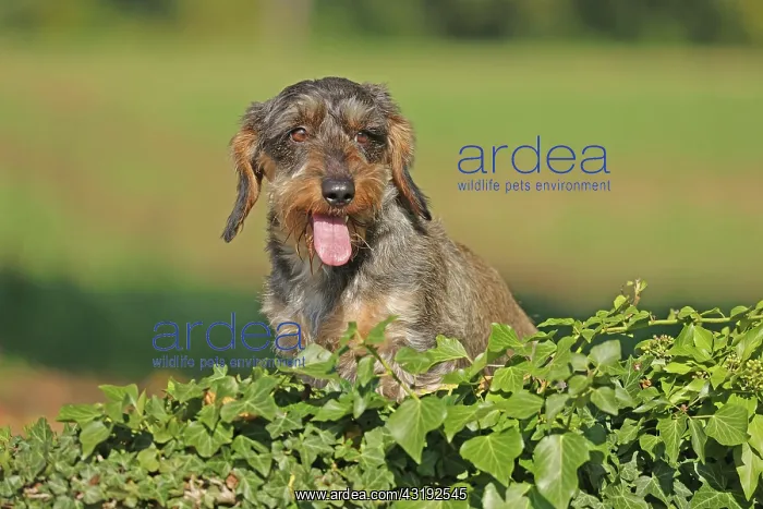  : Rough-haired dachshund, hunting dog, sitting on