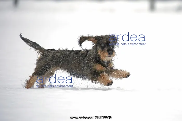  : Rough-haired dachshund, running in the snow, Arnsberg