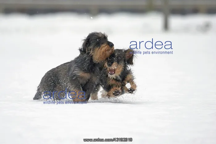 : Rough-haired dachshund, running in the snow, Arnsberg : Rough-haired dachshund, running in the snow, Arnsberg