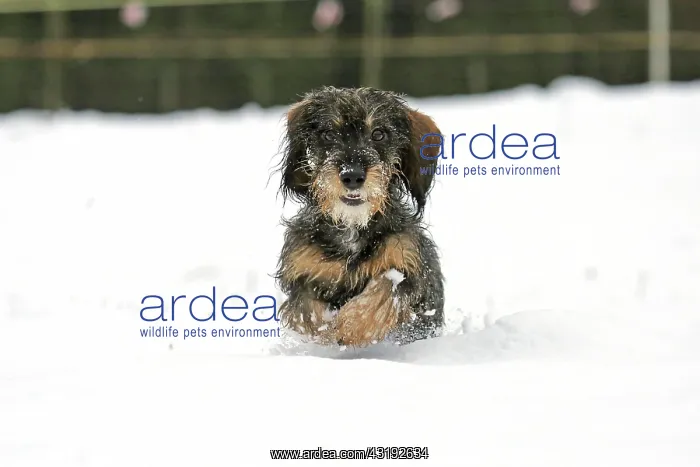 : Rough-haired dachshund, running in the snow, Arnsberg : Rough-haired dachshund, running in the snow, Arnsberg