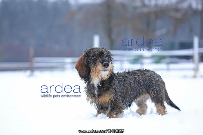 : Rough-haired dachshund, standing in the snow, Arnsberg : Rough-haired dachshund, standing in the snow, Arnsberg