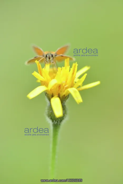 : Rough Hawkbit : Rough Hawkbit