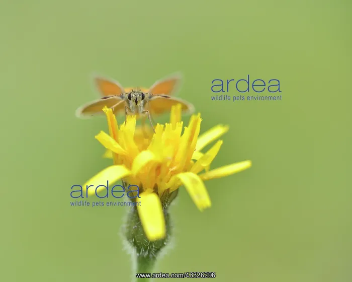 : Rough Hawkbit : Rough Hawkbit