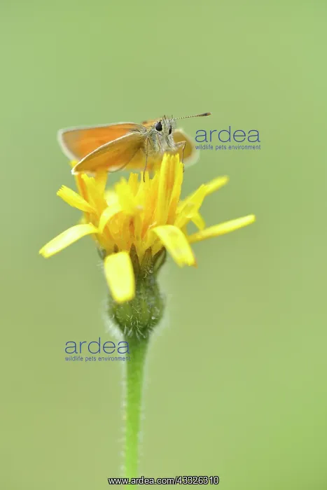 : Rough Hawkbit : Rough Hawkbit