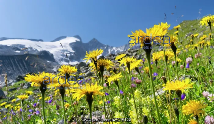 : Rough Hawkbit (Leontodon hispidus) in full : Rough Hawkbit (Leontodon hispidus) in full