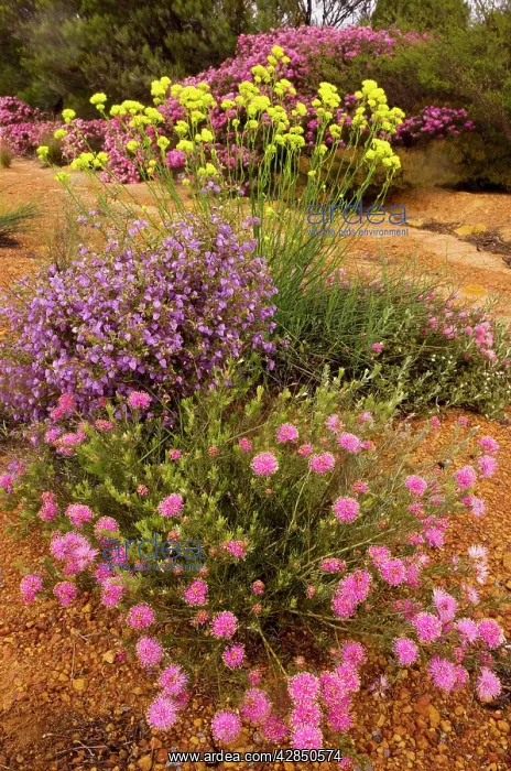 : Rough Honey-myrtle (pink) - Crinkle-leaved Firebush : Rough Honey-myrtle (pink) - Crinkle-leaved Firebush