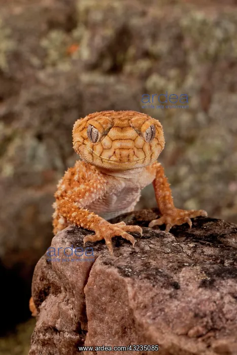 : Rough Knob-tail Gecko, Nephrurus amyae : Rough Knob-tail Gecko, Nephrurus amyae