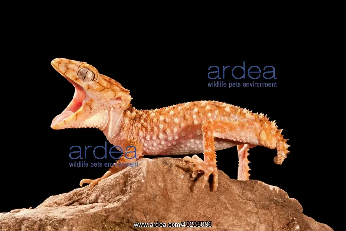 : Rough Knob-tail Gecko, Nephrurus amyae : Rough Knob-tail Gecko, Nephrurus amyae