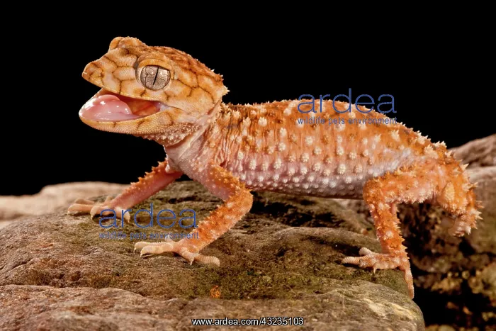 : Rough Knob-tail Gecko, Nephrurus amyae : Rough Knob-tail Gecko, Nephrurus amyae