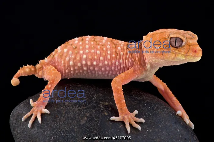 : Rough knob-tailed gecko (Nephrurus amyae), Australia : Rough knob-tailed gecko (Nephrurus amyae), Australia
