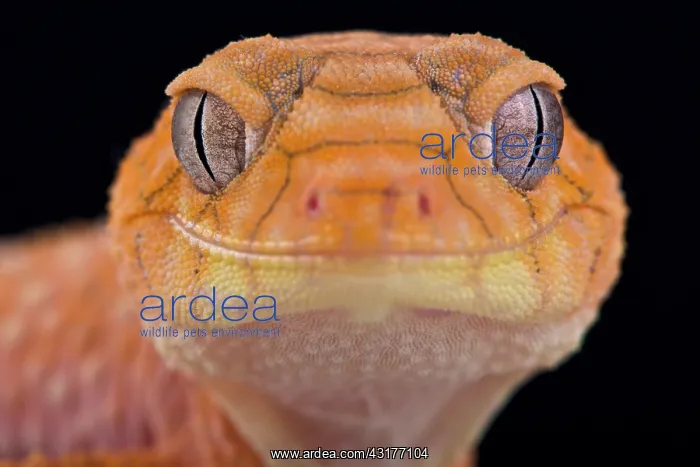 : Rough knob-tailed gecko (Nephrurus amyae), Australia : Rough knob-tailed gecko (Nephrurus amyae), Australia