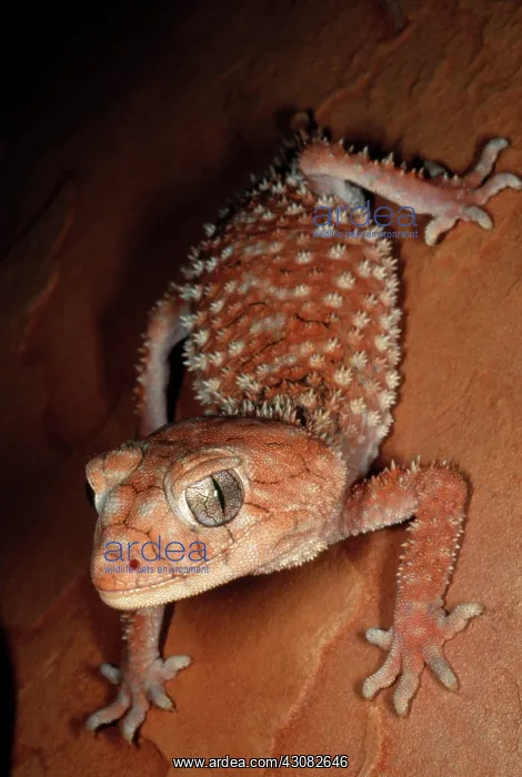 : Rough Knobtail Gecko : Rough Knobtail Gecko