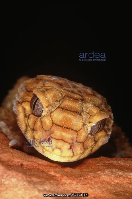 : Rough Knobtailed Gecko (Nephrurus asper) : Rough Knobtailed Gecko (Nephrurus asper)