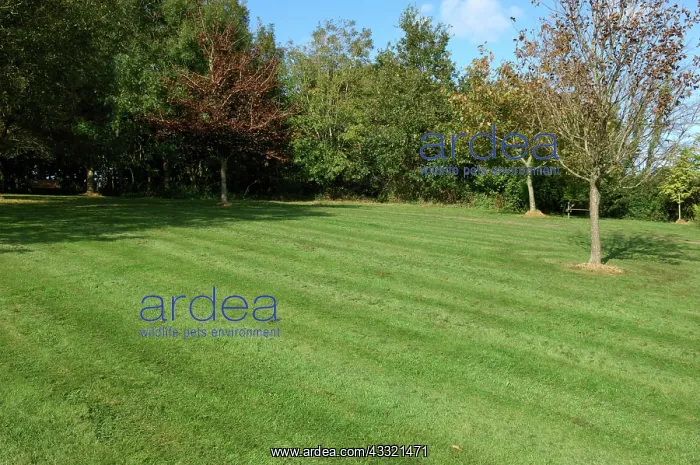  : Lawn. Rough lawn with fine mulch after mowing with a rotory mulching mower