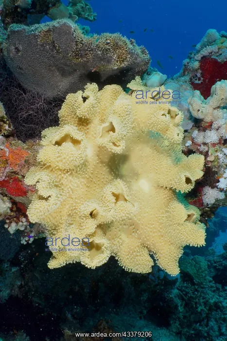 : Rough leather coral (Sarcophyton glaucum), Shaab : Rough leather coral (Sarcophyton glaucum), Shaab