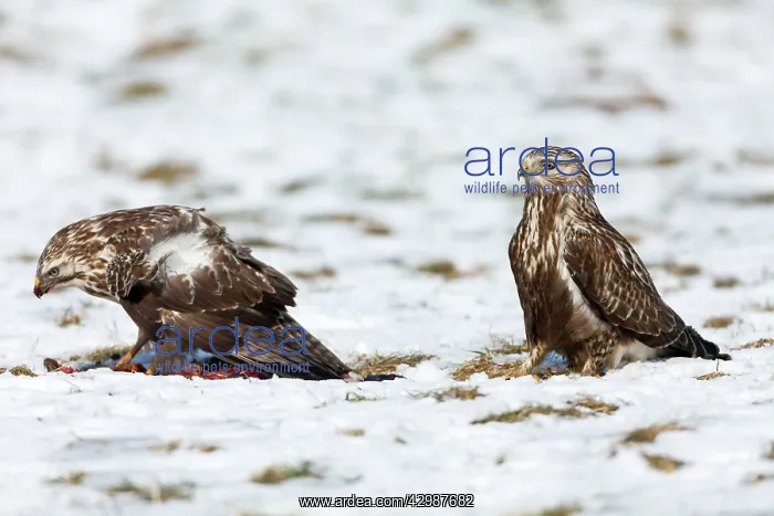 : Rough-legged Buzzard : Rough-legged Buzzard