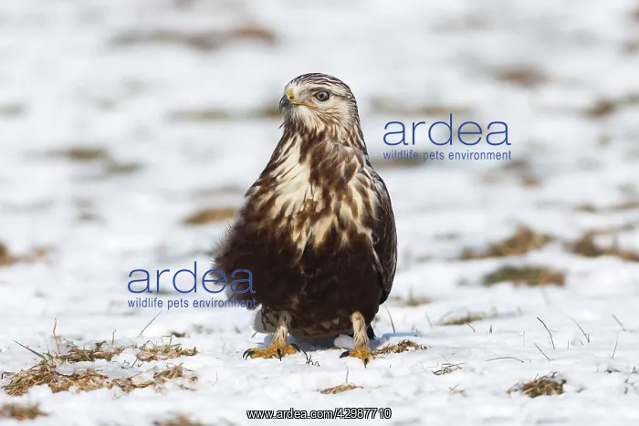: Rough-legged Buzzard : Rough-legged Buzzard
