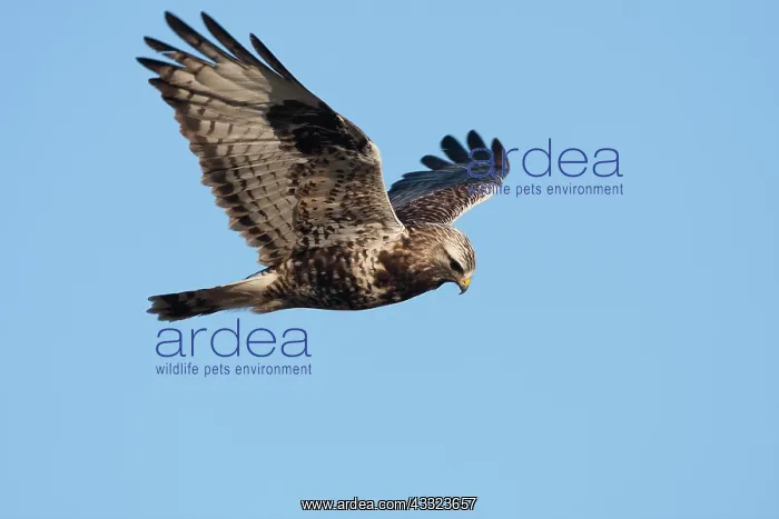 : Rough-legged Buzzard (Buteo lagopus) hunting for prey : Rough-legged Buzzard (Buteo lagopus) hunting for prey
