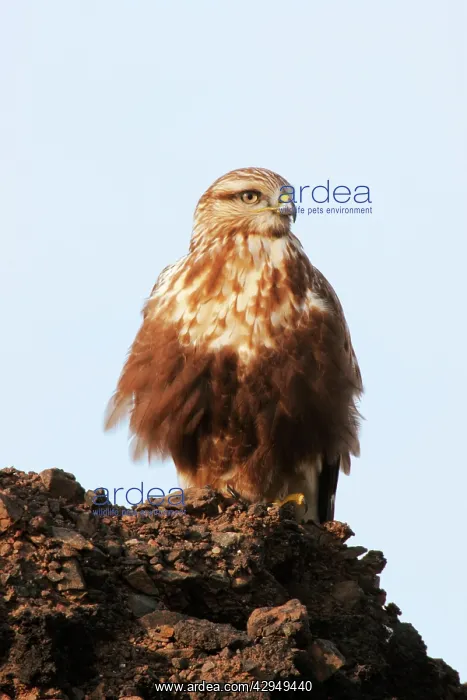 : Rough-legged Buzzard / Hawk - Immature light morph : Rough-legged Buzzard / Hawk - Immature light morph