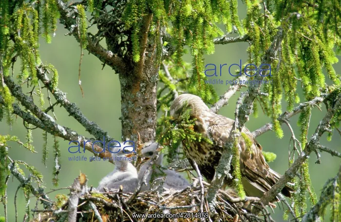 : Rough Legged Buzzard / Hawk - at nest with young : Rough Legged Buzzard / Hawk - at nest with young