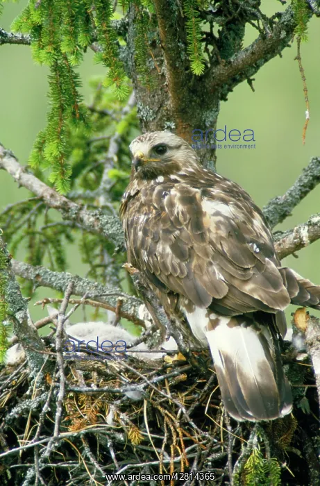: Rough Legged Buzzard / Hawk - at nest with young : Rough Legged Buzzard / Hawk - at nest with young
