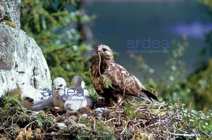 : Rough Legged Buzzard - on nest ledge with young : Rough Legged Buzzard - on nest ledge with young