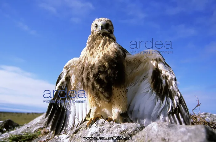 : Rough-legged Buzzard - young at the nest threatening : Rough-legged Buzzard - young at the nest threatening