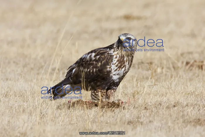: Rough-legged Hawk : Rough-legged Hawk