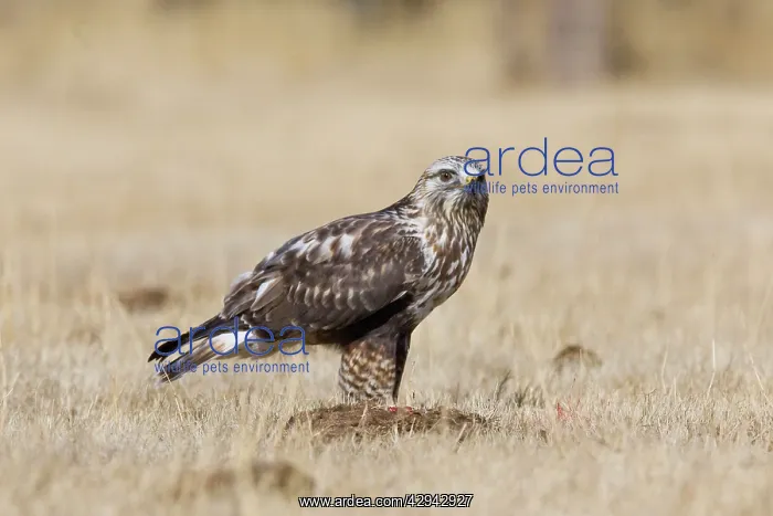 : Rough-legged Hawk : Rough-legged Hawk