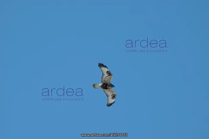 : Rough-legged Hawk : Rough-legged Hawk