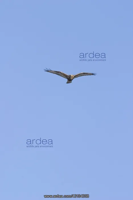 : Rough-legged Hawk : Rough-legged Hawk