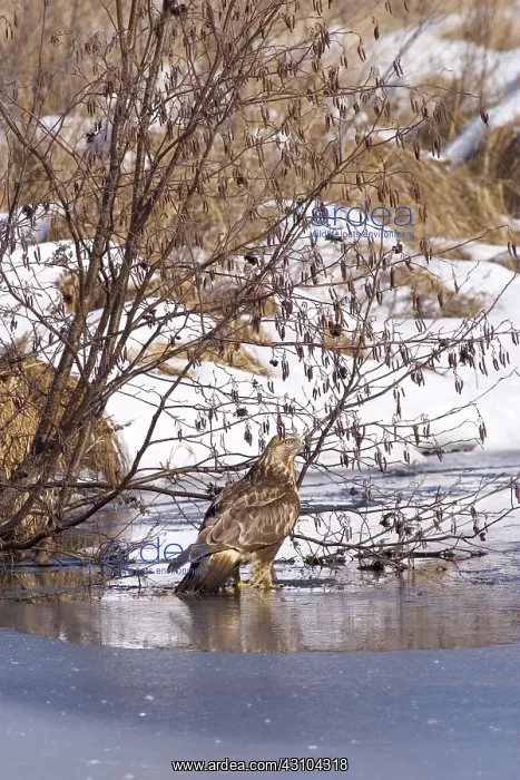 : Rough-legged Hawk : Rough-legged Hawk
