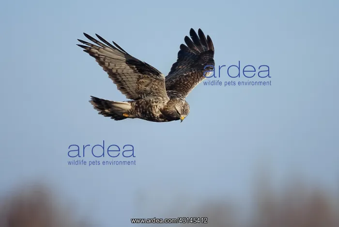 : Rough-legged Hawk : Rough-legged Hawk