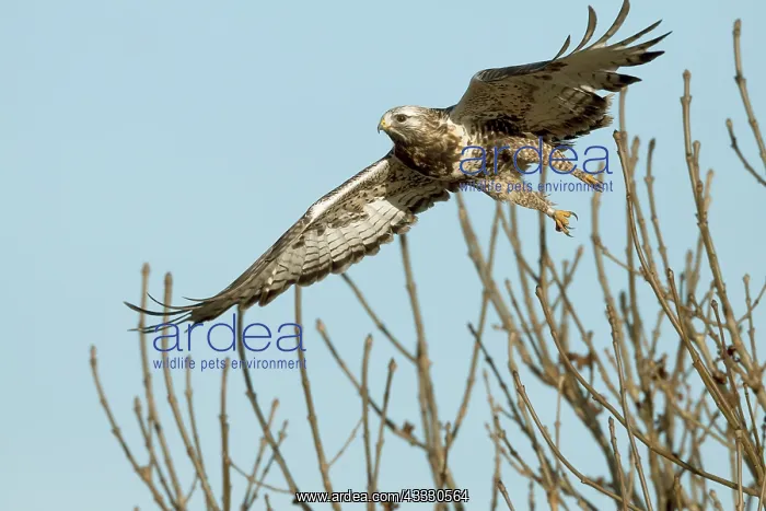 : Rough-legged Hawk : Rough-legged Hawk