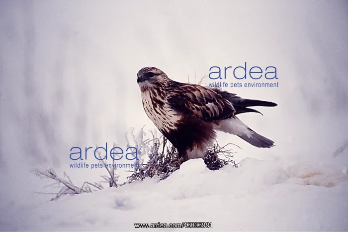 : ROUGH-LEGGED HAWK / BUZZARD - in snow, on ground : ROUGH-LEGGED HAWK / BUZZARD - in snow, on ground