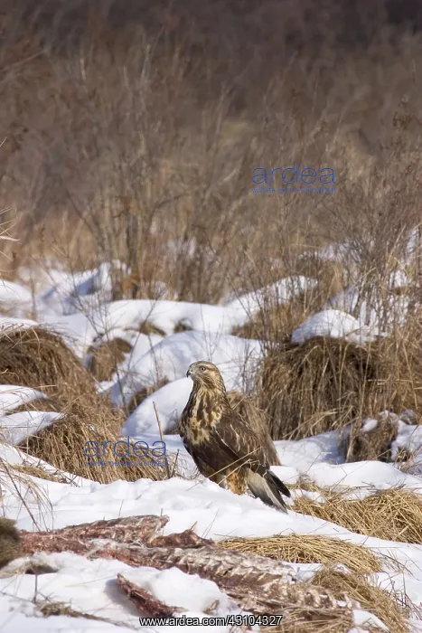 : Rough-legged Hawk on Deer Carcass : Rough-legged Hawk on Deer Carcass