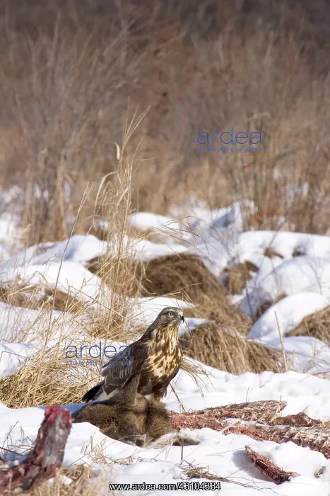 : Rough-legged Hawk on Deer Carcass : Rough-legged Hawk on Deer Carcass